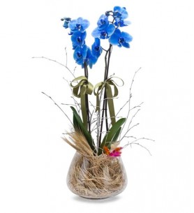 2 Dal Mavi Orkide Çiçeği